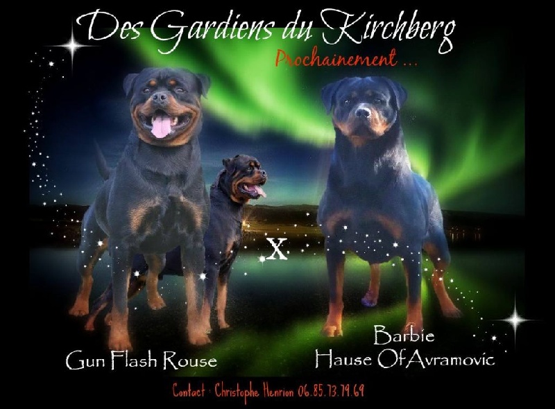 des gardiens du kirchberg - Rottweiler - Portée née le 14/01/2016